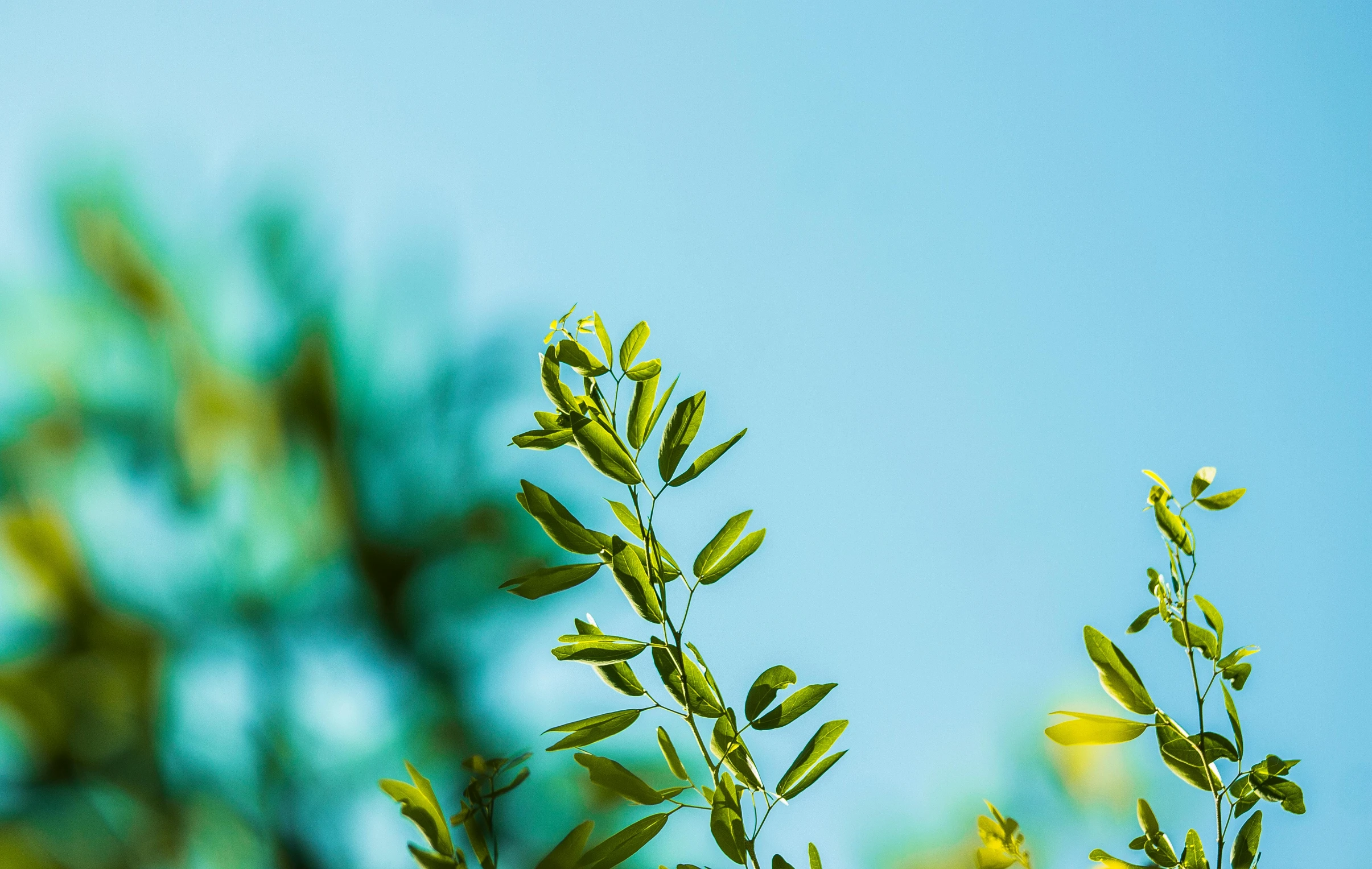 an image of a tree nch taken through the leaves