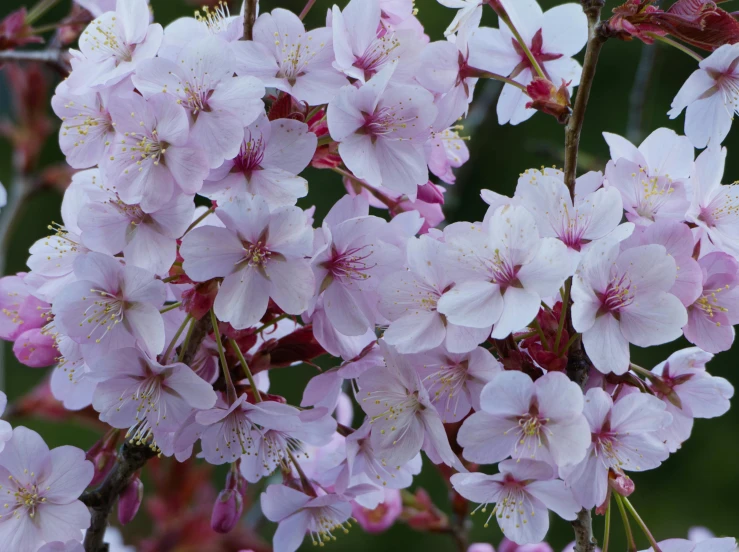 a group of pink flowers on a plant