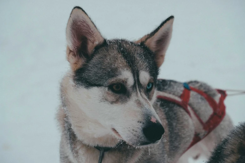 an image of a dog that is outside