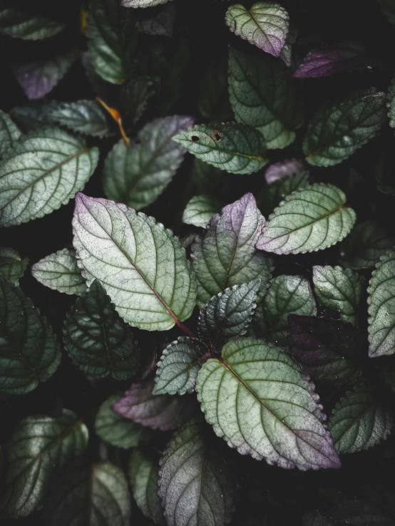 a lot of plants that are outside with some leaves