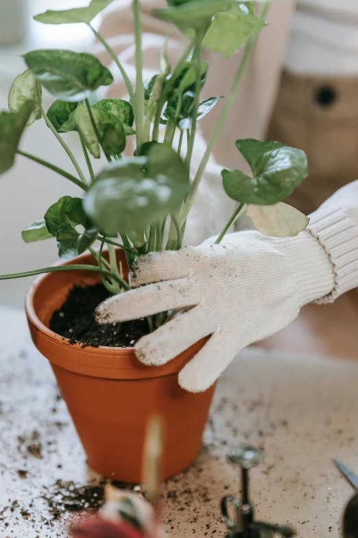 a close up of a person with gloves on holding a plant in a pot