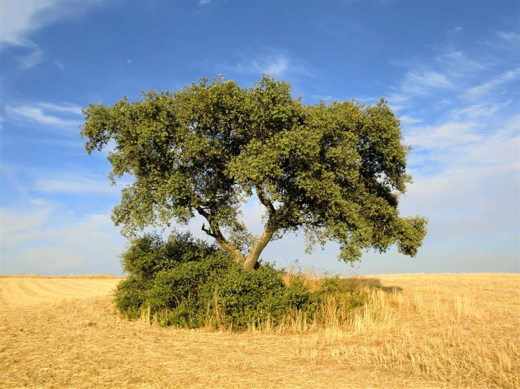 a tree sitting in the middle of a field