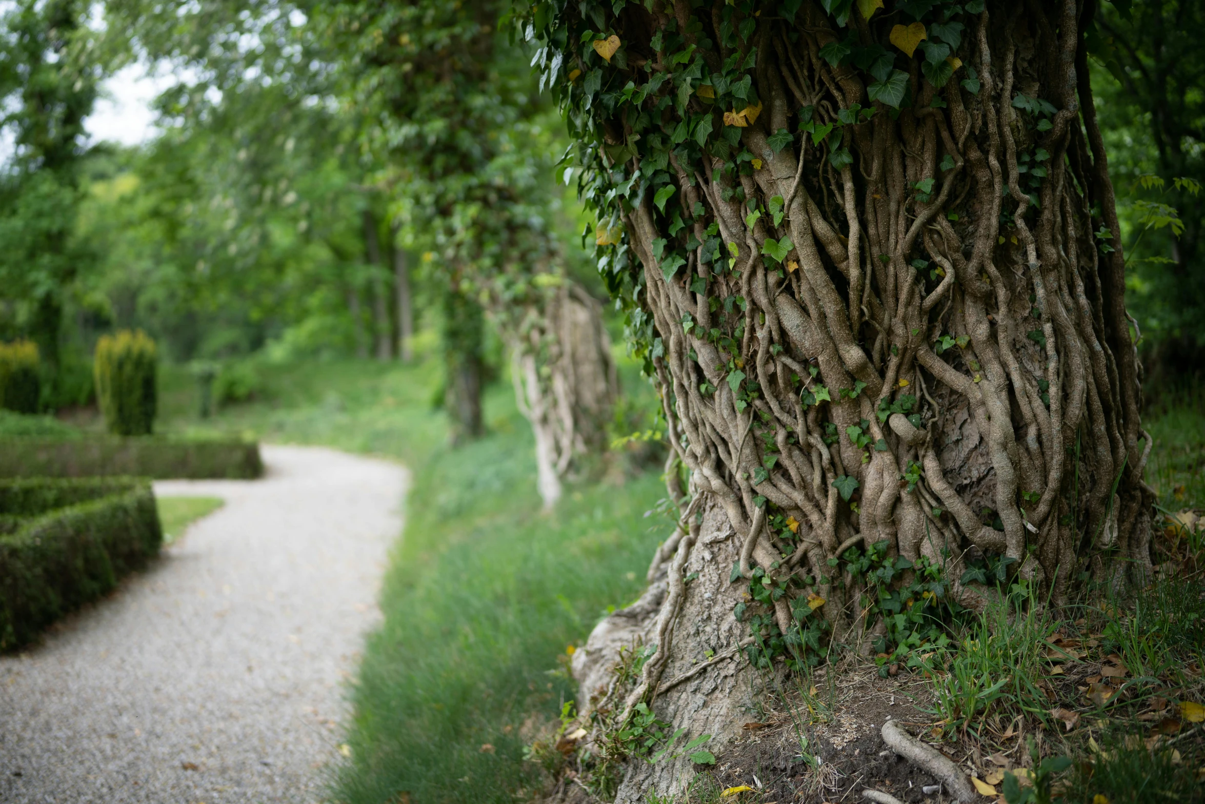 the path has many nches on it near a lush green hedge