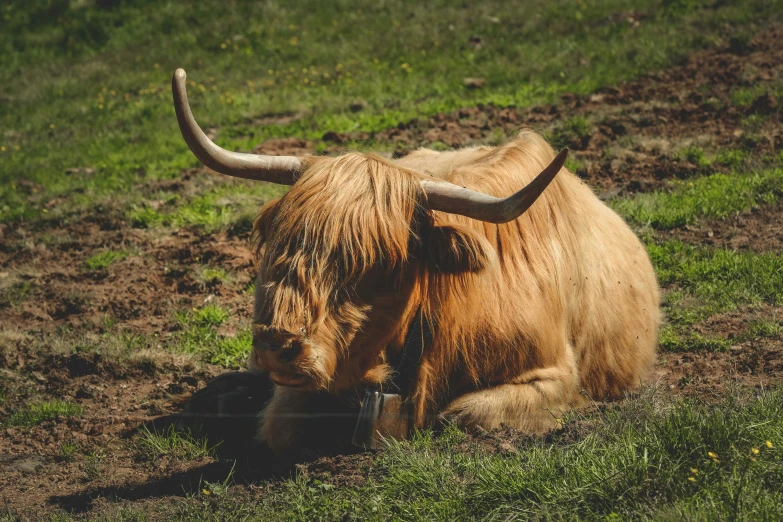 the cow is laying in the grass alone