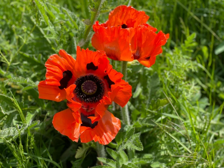 two red flowers with black centers in the grass