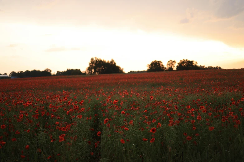 a field full of wild flowers in a countryside