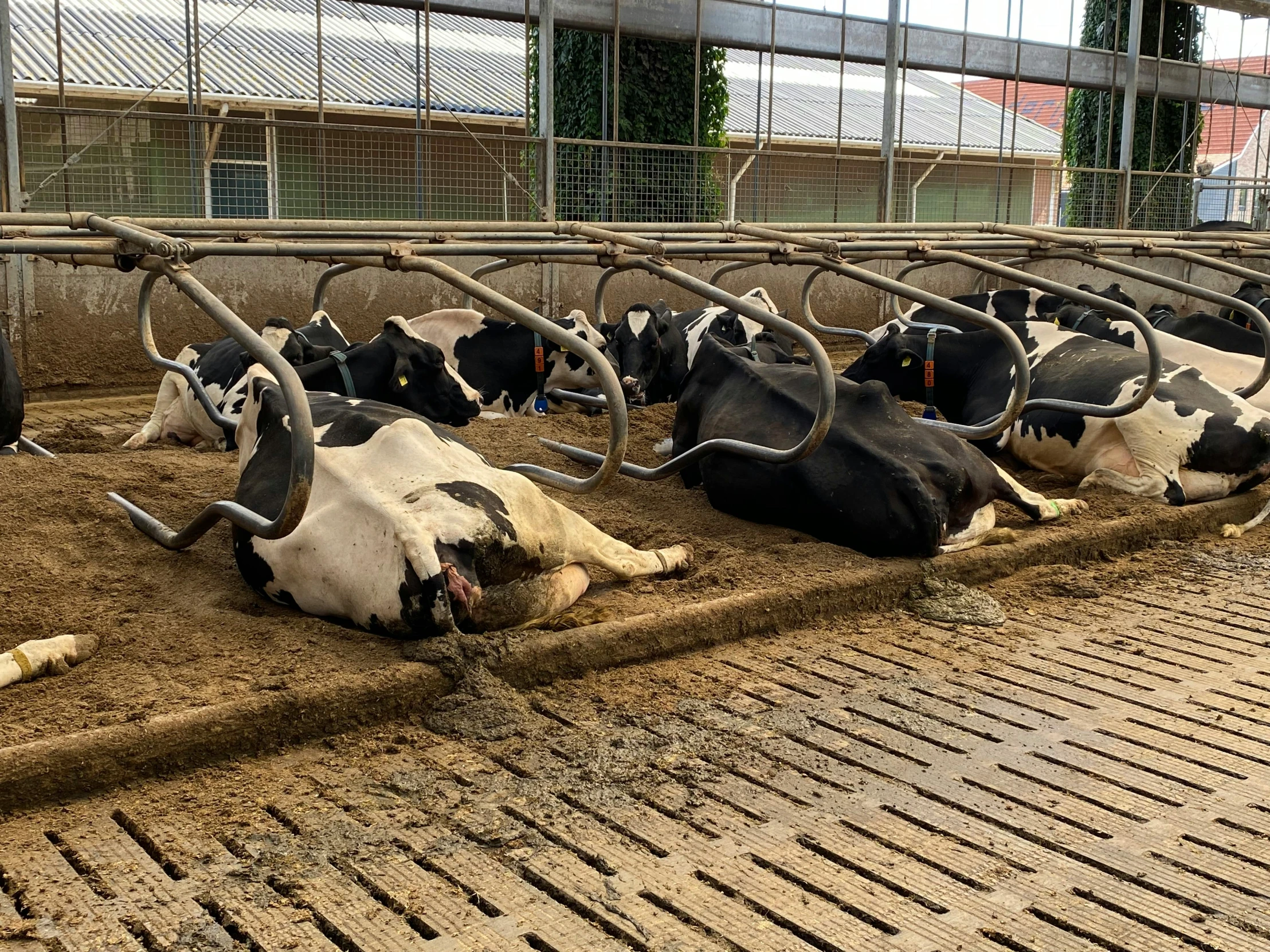 a group of cows laying down next to each other