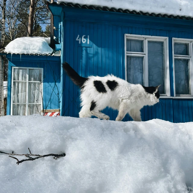 the cat is walking out in the snow to find food