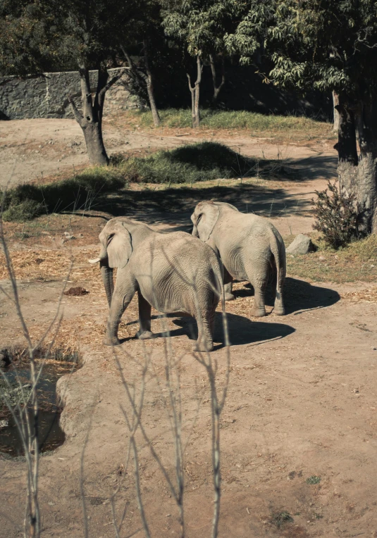 two baby elephants walking side by side near some trees