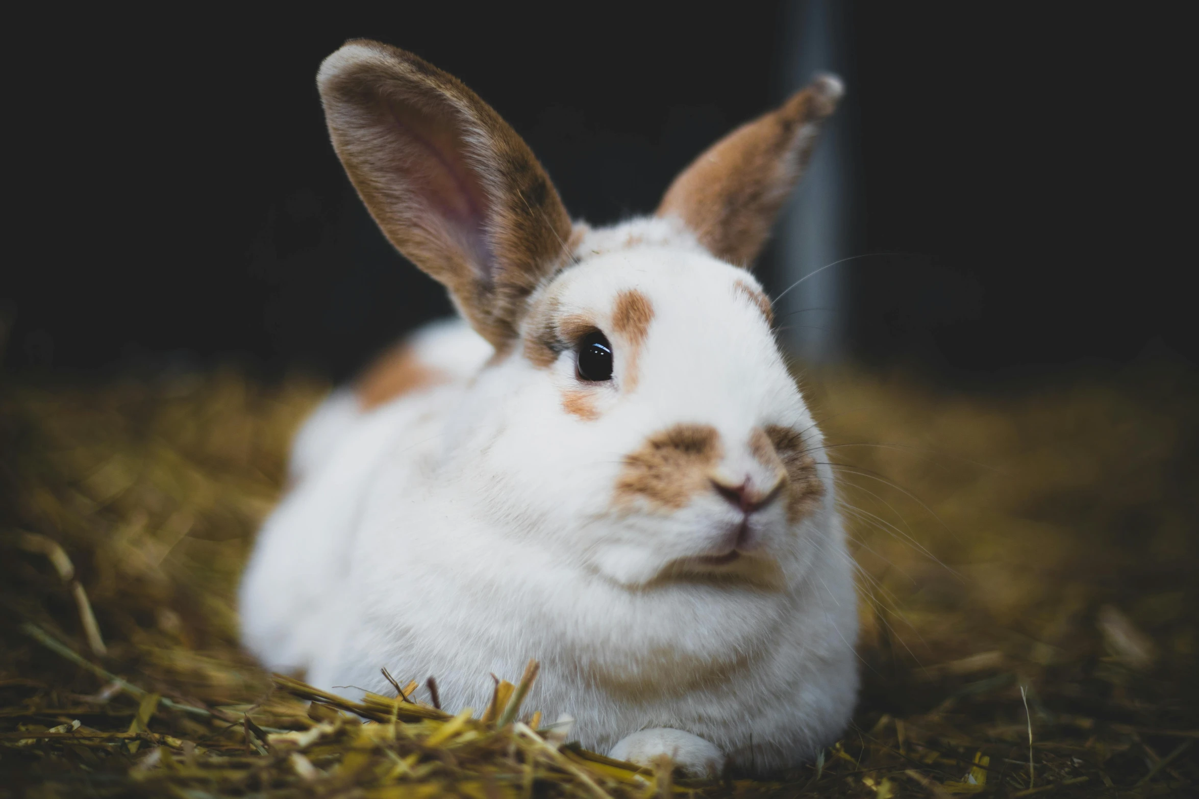 a very cute white rabbit sitting on some dry grass