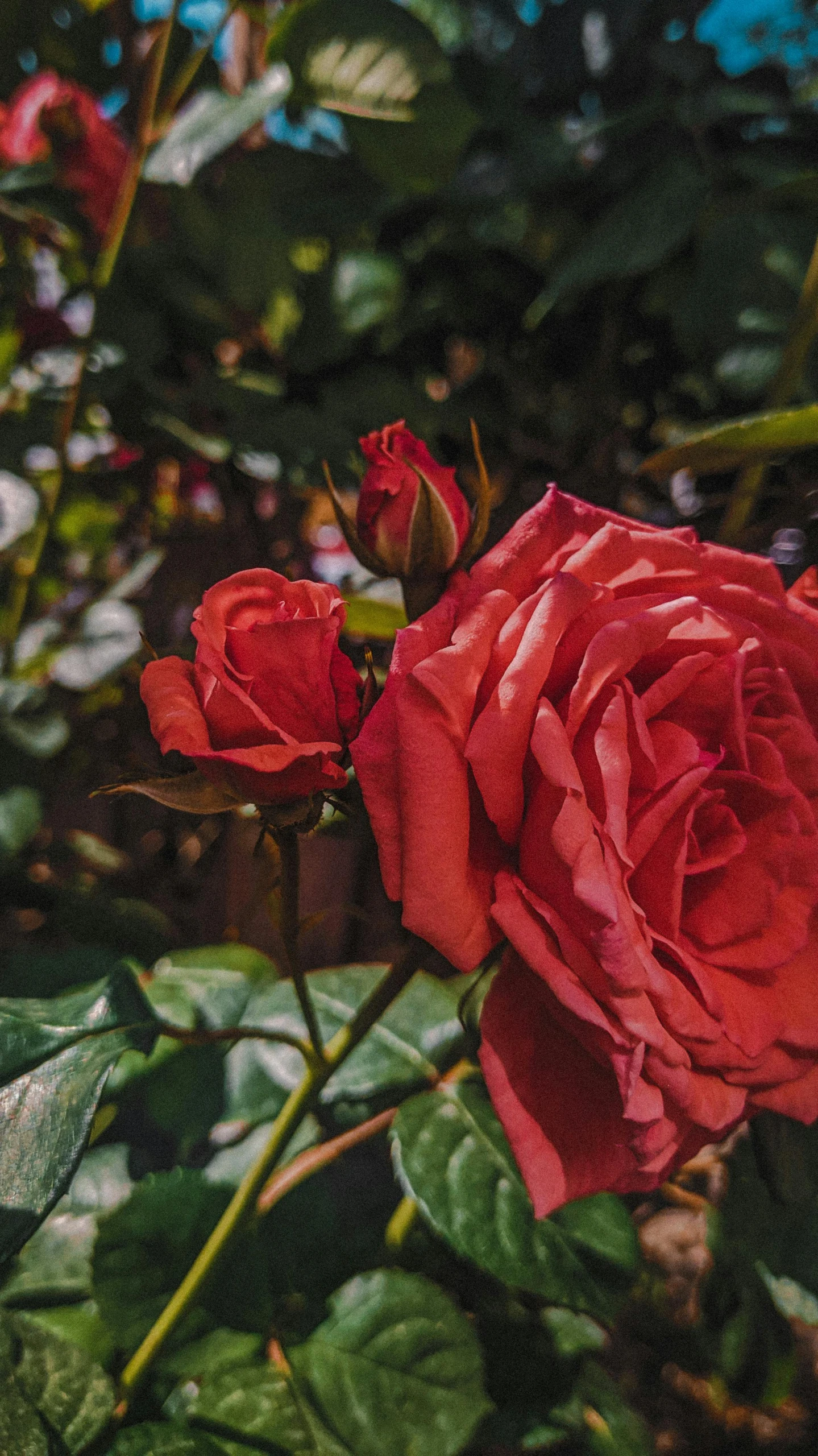 a close up image of red roses growing in a garden