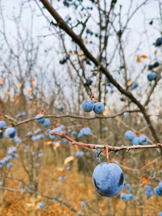 the fruit is blue hanging from the tree