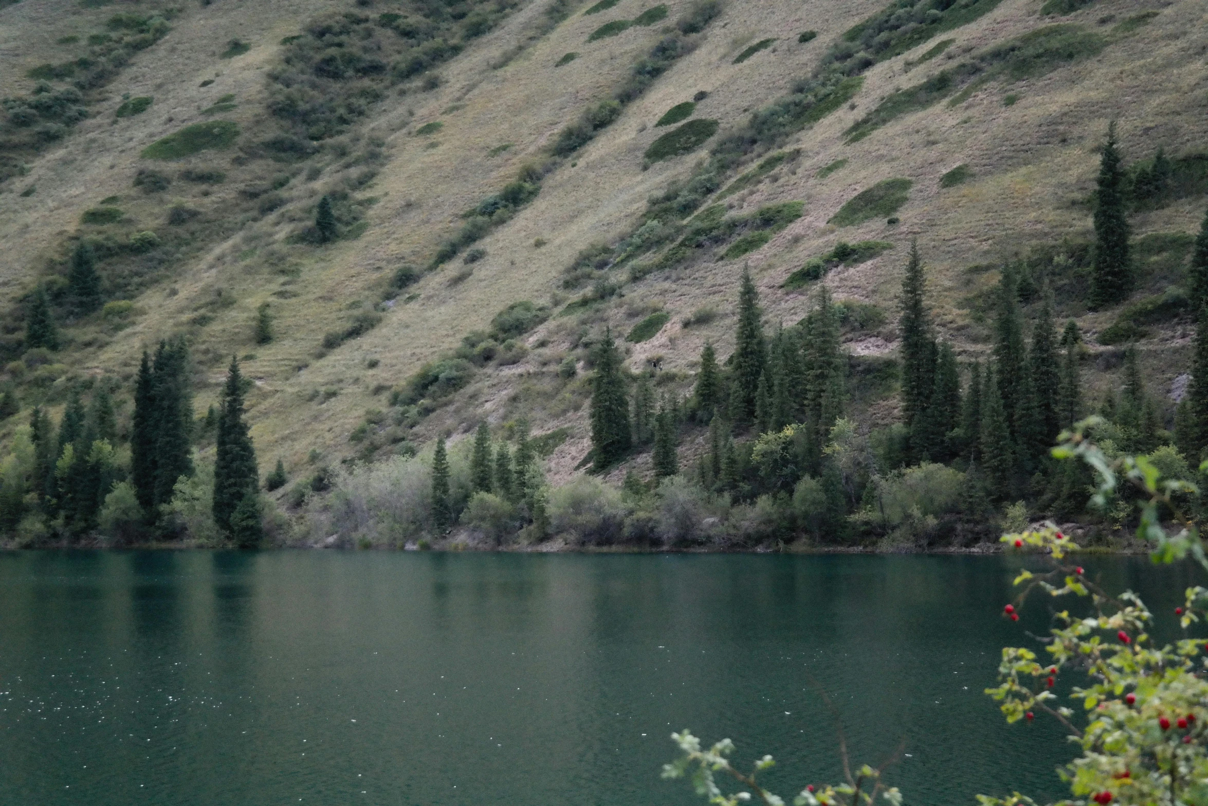 water is surrounded by trees, bushes and grass on a hillside