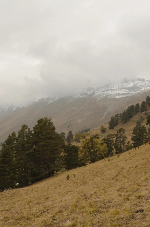 two sheep are on a hillside in the mountains