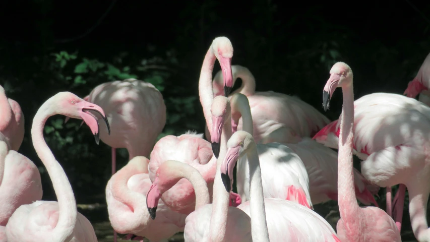several pink flamingos are standing close together