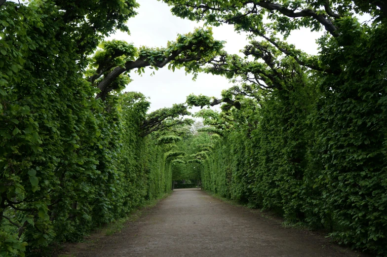 an empty road is lined with tall green trees