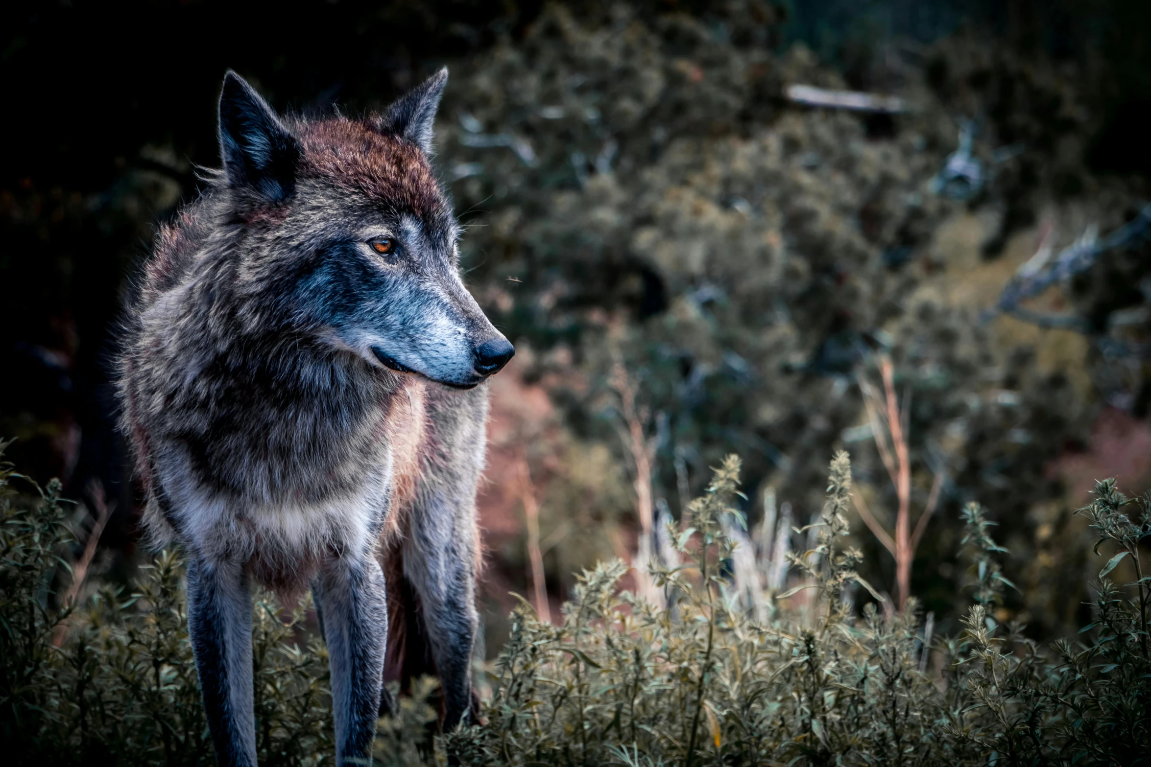 a wolf in a grassy area with trees