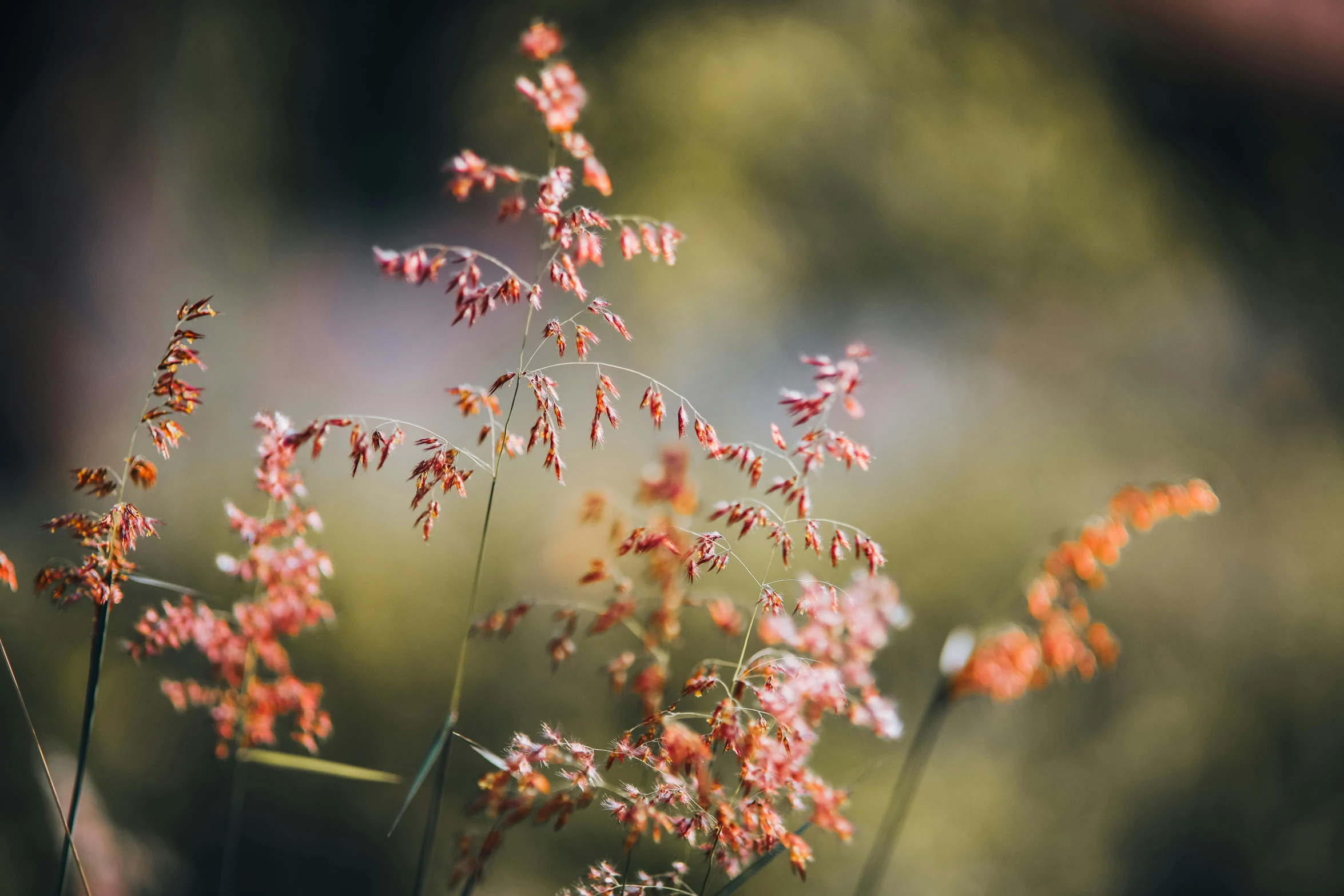 some pink flowers and leaves with some blurry backrouund