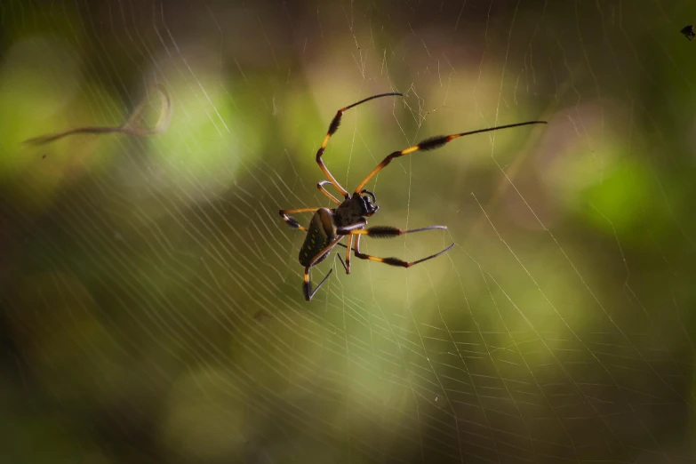 a spider in its web hanging upside down