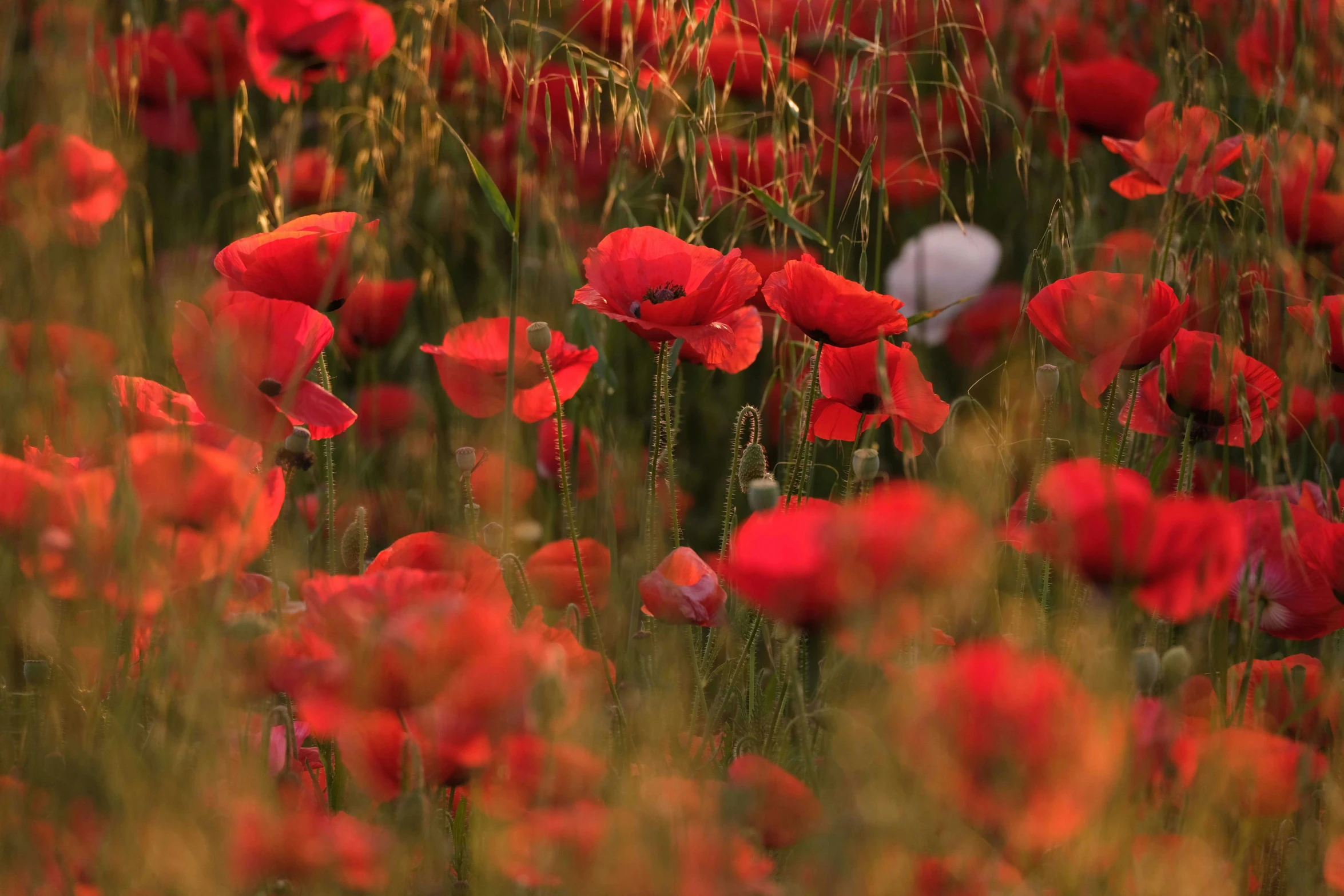 some very pretty flowers and some grass in the background