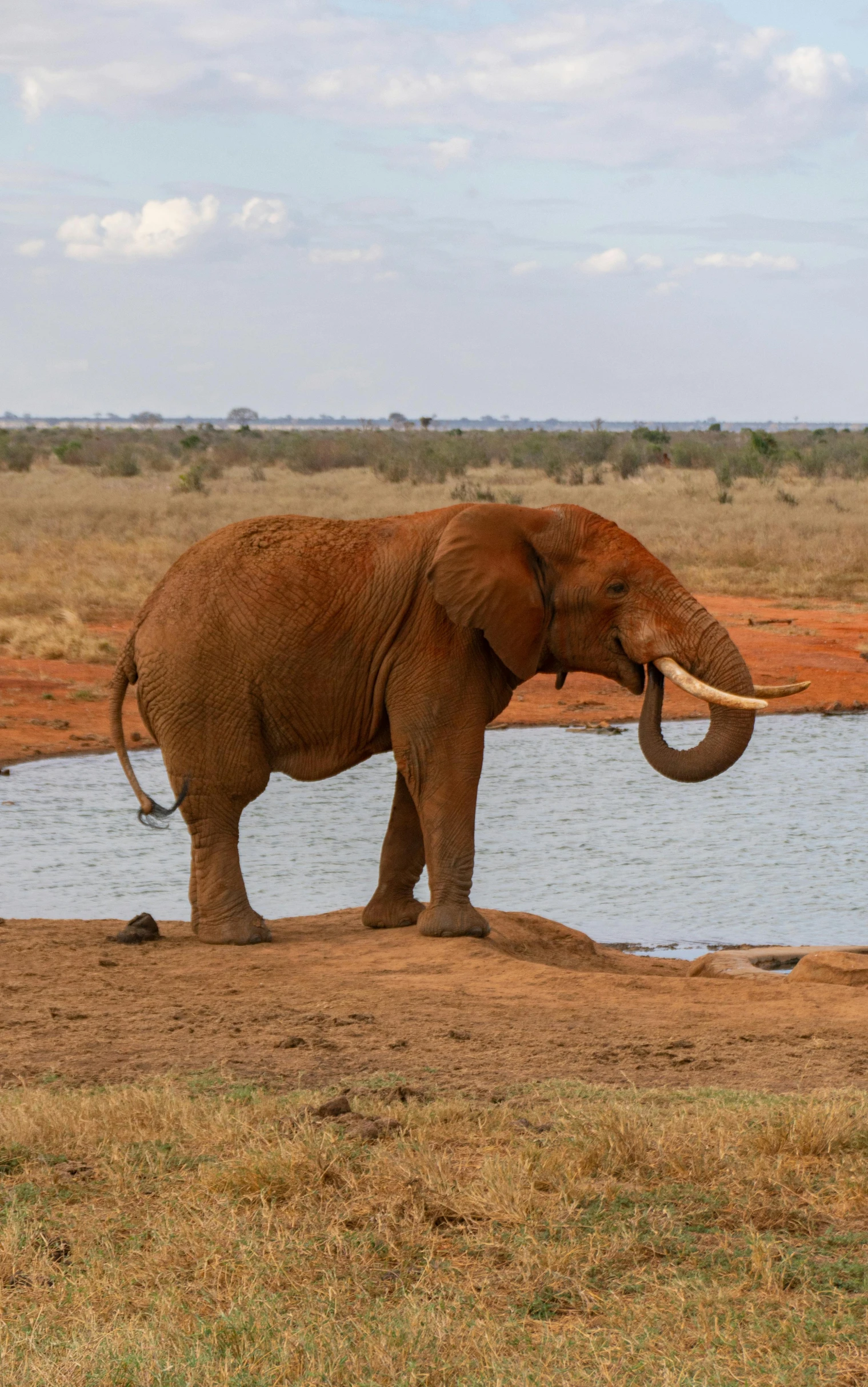 an elephant standing on top of a dry grass field next to a body of water