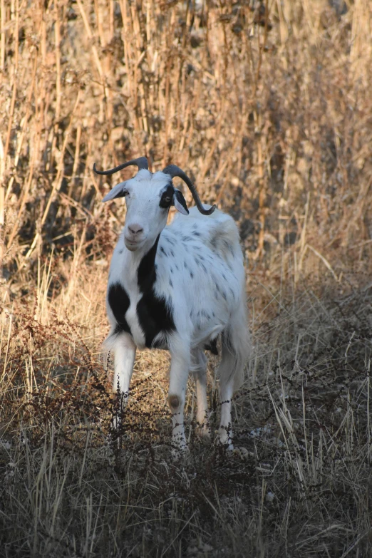 a goat that is standing in the grass