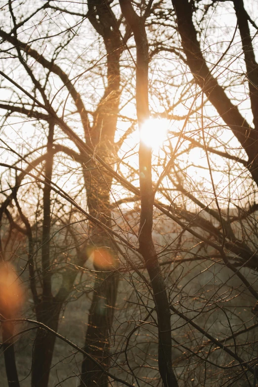 the sun is rising behind a forest of trees