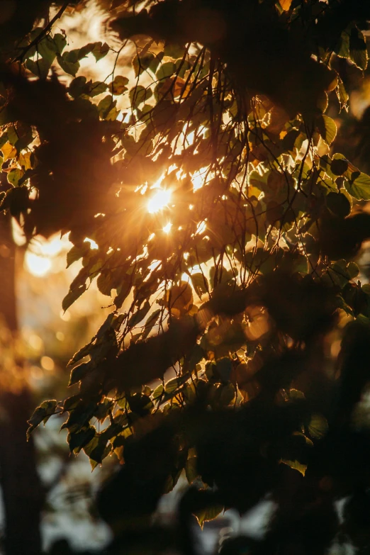 the sun shining through the trees is pictured