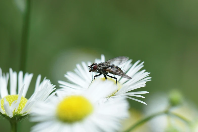 the fly is sitting on the white flower