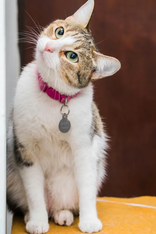 a cat is sitting next to the entrance with a small bell