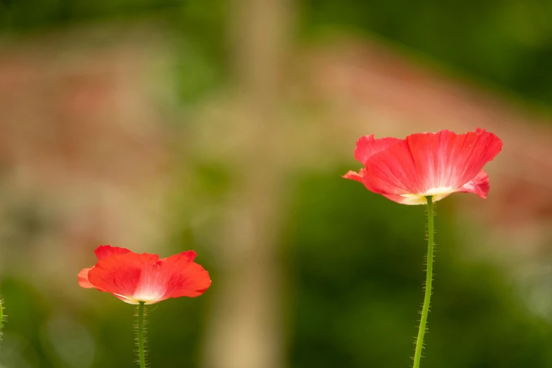 red flower buds in front of a blurred background