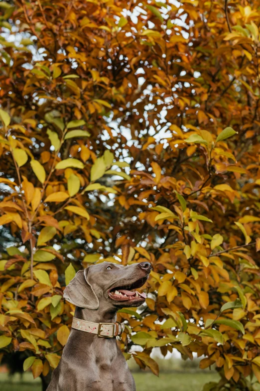 a dog standing next to a tree in front of a forest