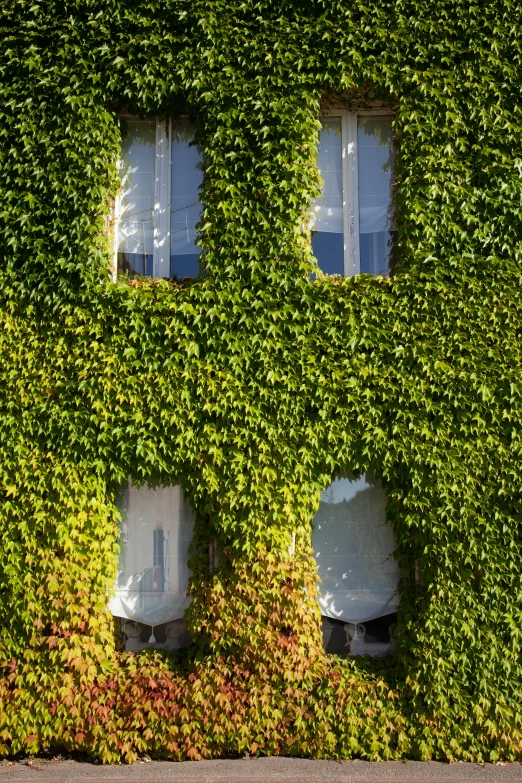 a green and yellow building with some windows