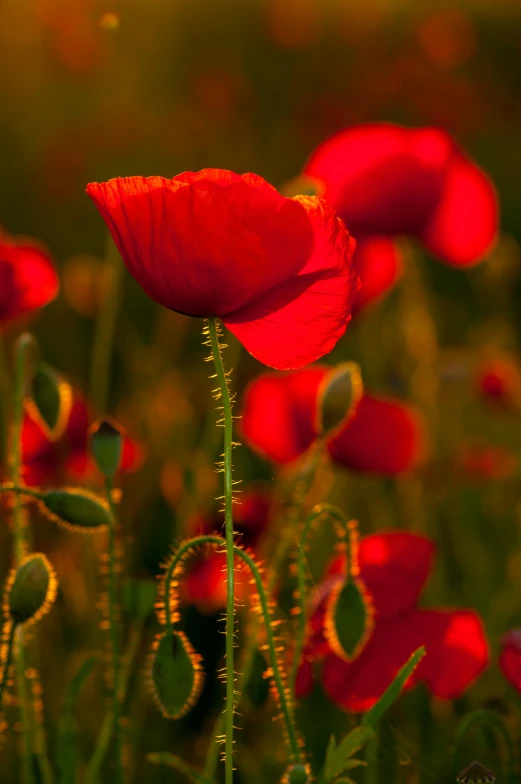 a bunch of flowers sitting in the middle of a field