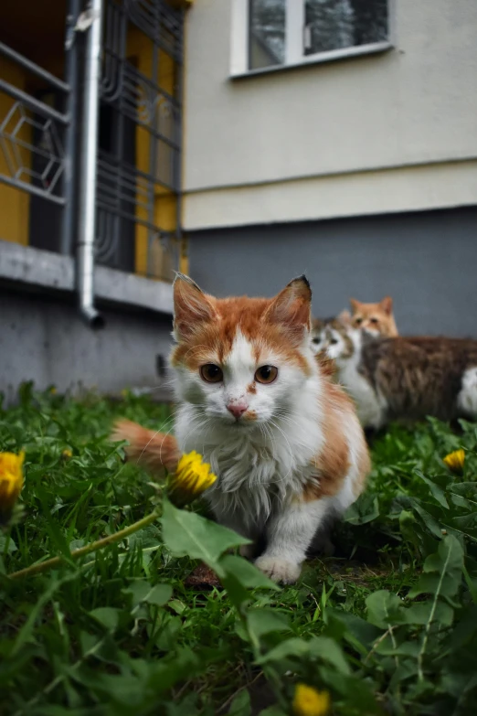 three cats lying on grass outside of a building