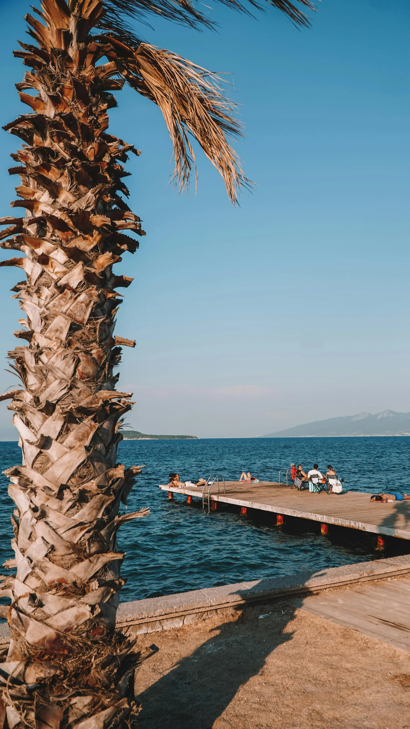 a palm tree and pier in front of the water