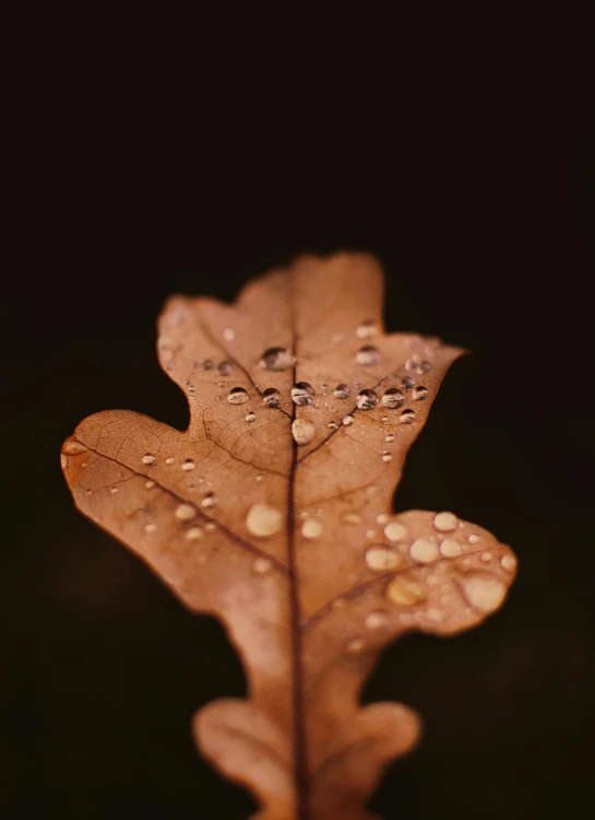 rain drops are covering a large leaf