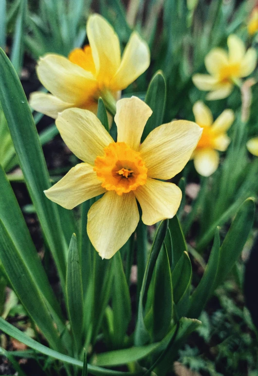 flowers that are growing in the grass together