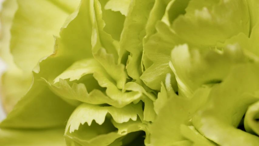 a close up view of a flower on a green background