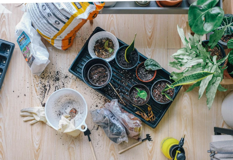 small potted plants on trays in the ground