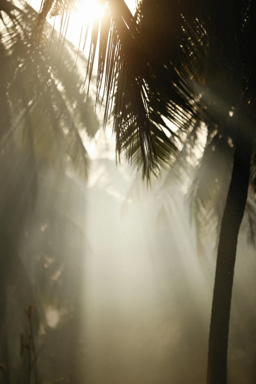 a po of a palm tree with the sun shining through