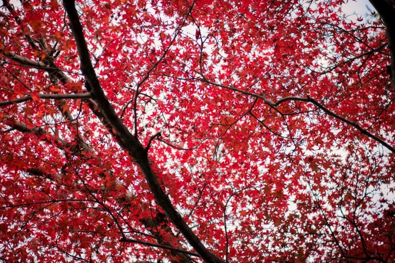 red leaves of a tree in the background