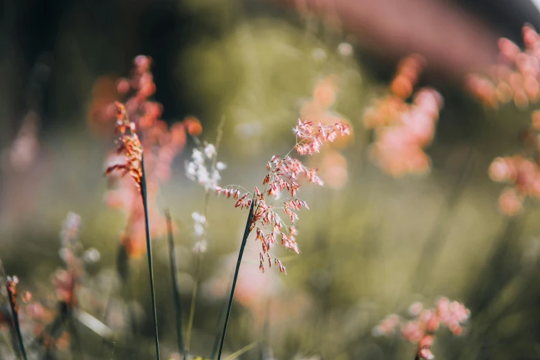 a plant with pink flowers in a field