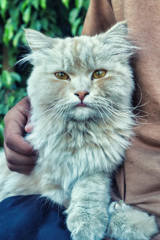 a large fluffy white cat resting his head on someone's hand