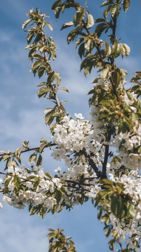 the large blossoming tree has white blossoms