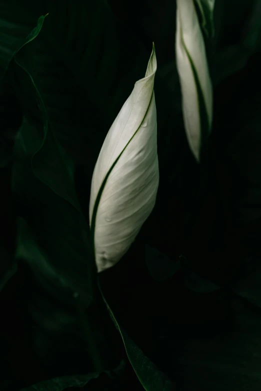 the flower that is in the dark has leaves