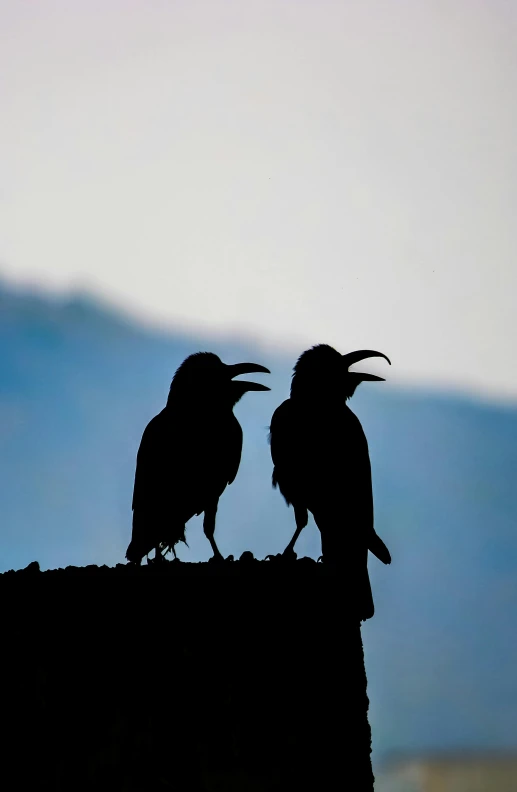 a couple of black crows on a fence