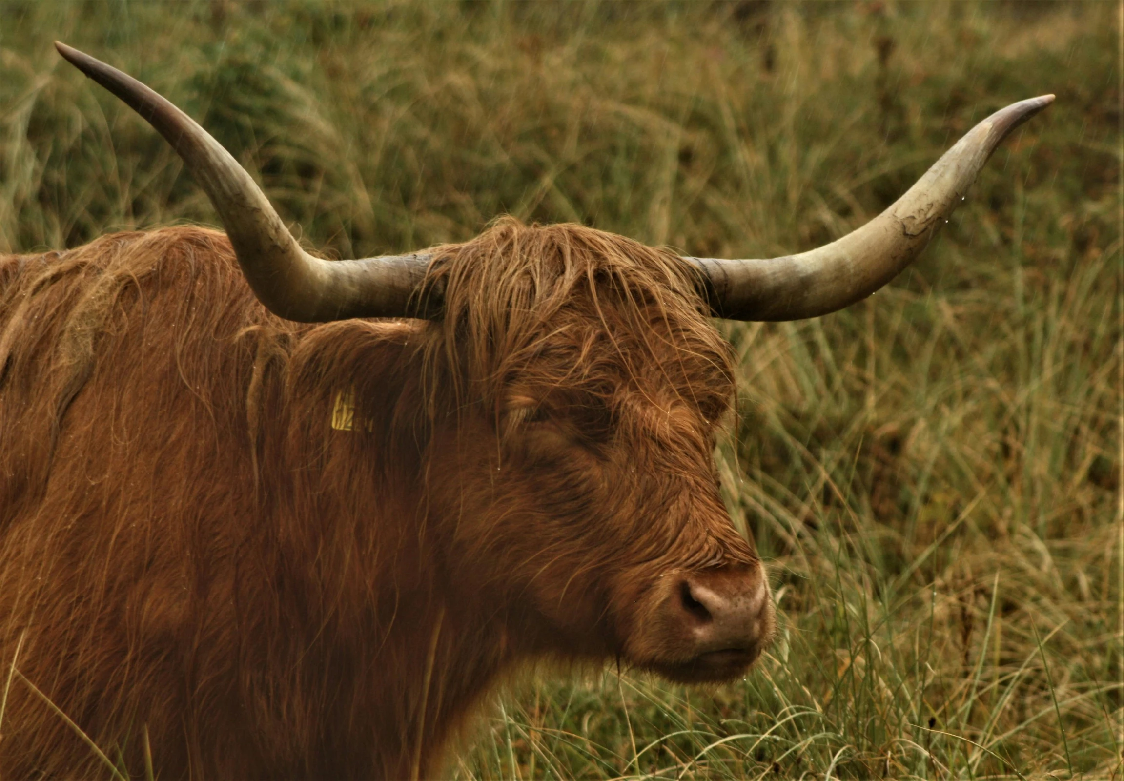 this bull is brown and has large horns