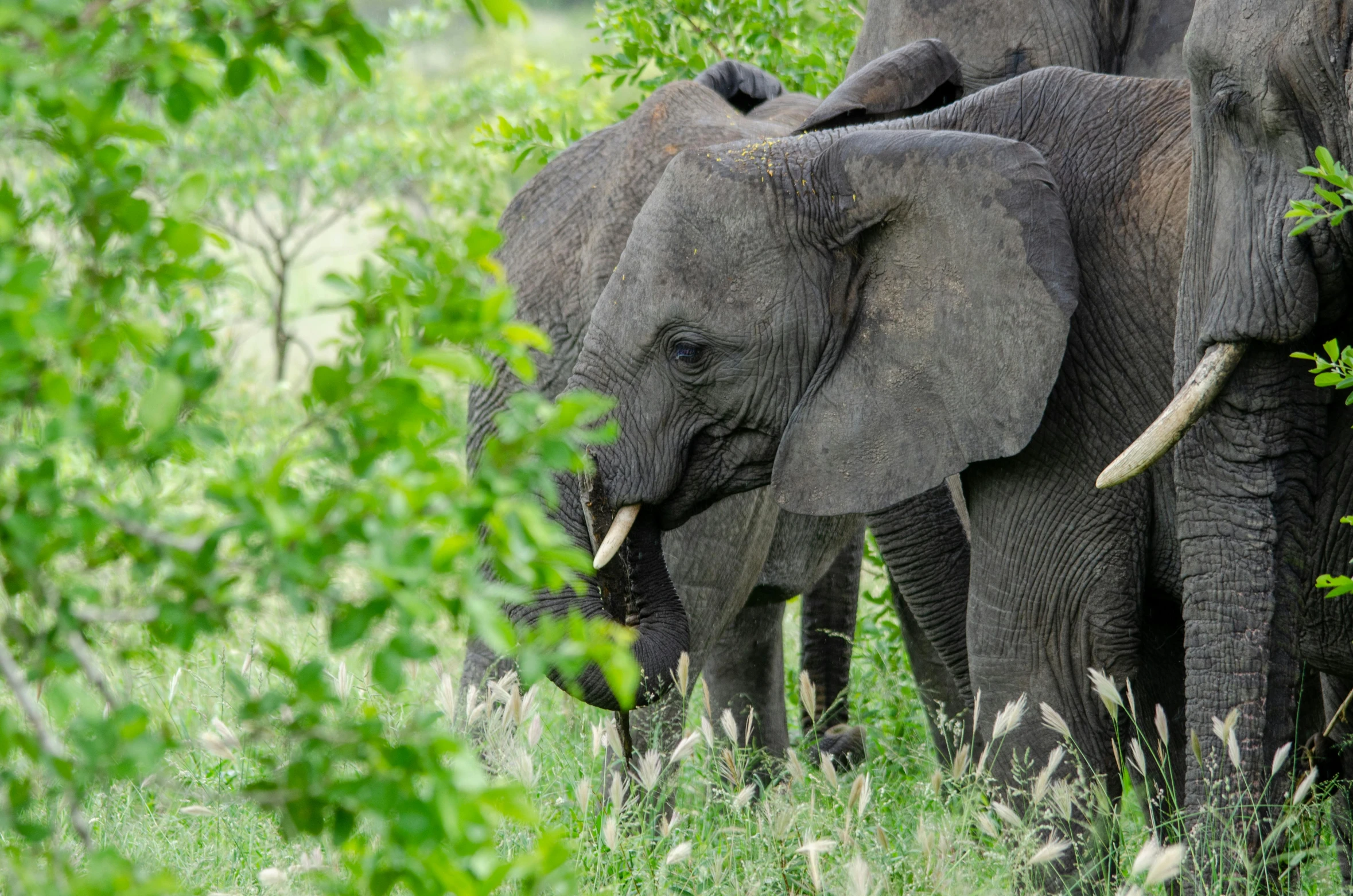 a herd of elephants standing in tall grass