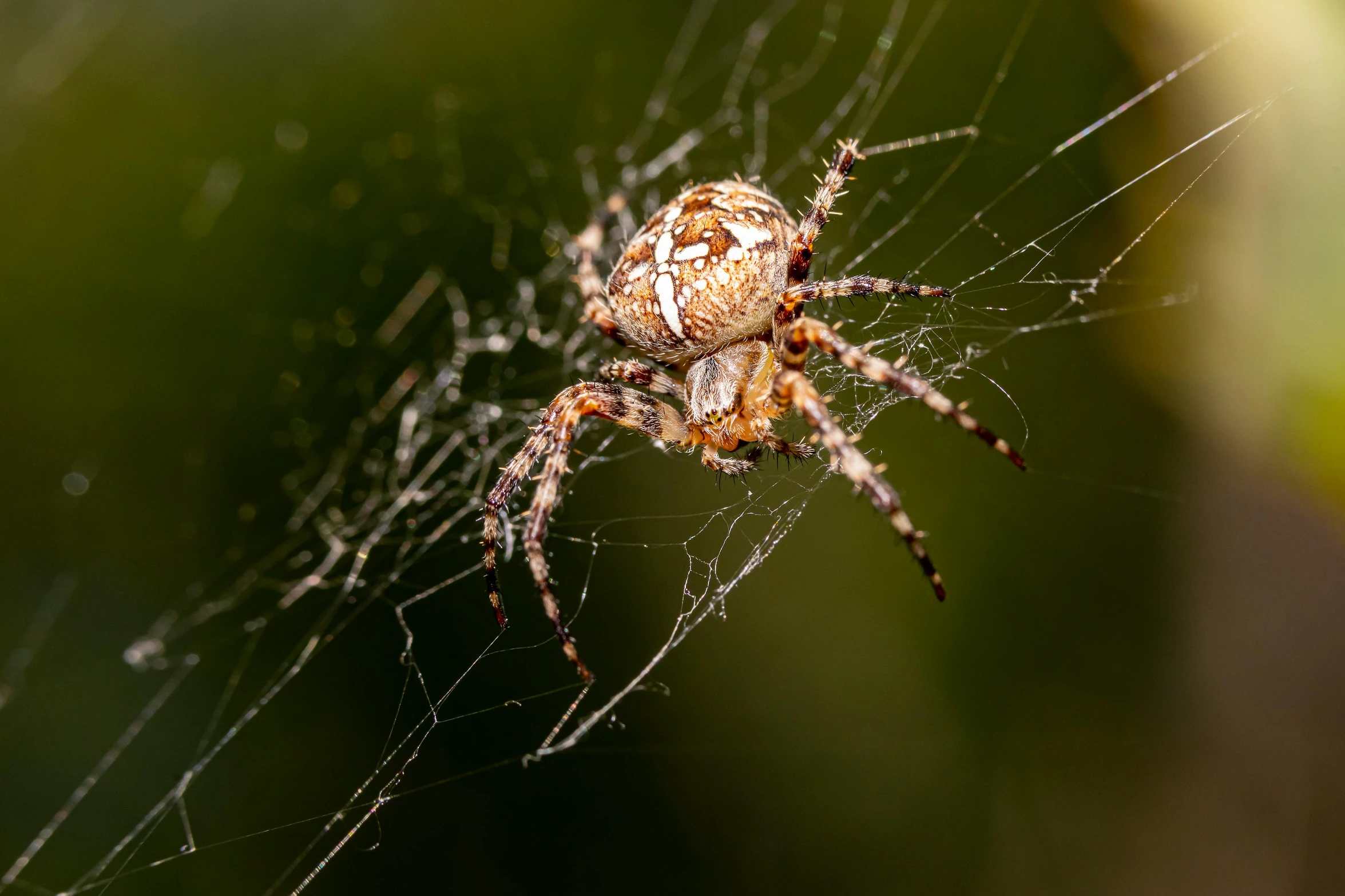 an insect is on its web in the middle of it's cob